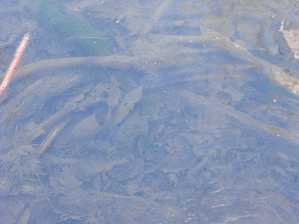 Triturus alpestris apuanus sulla Collina Torinese